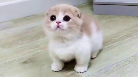 This cute kitten will melt your heart ❤ (Must Watch)