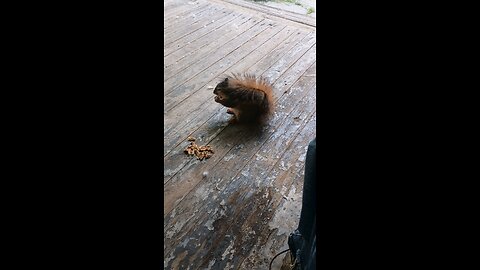 feeding and petting my girl squirrel 🐿️