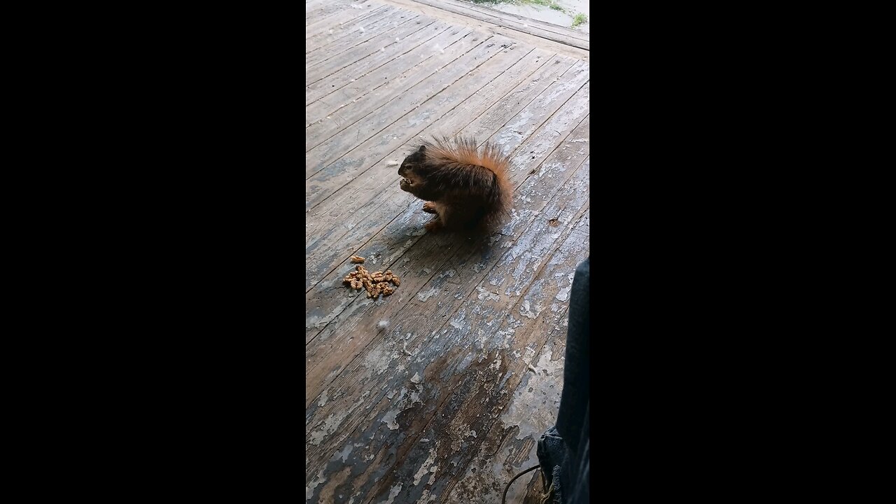 feeding and petting my girl squirrel 🐿️