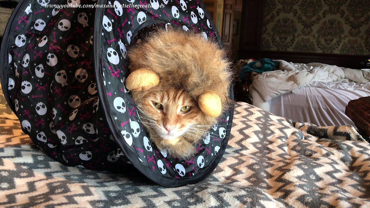 Well-dressed Cat Has A Adorable Lion Costume