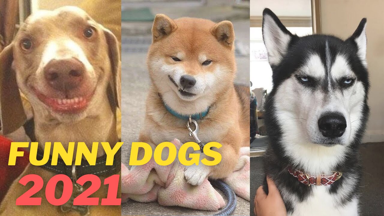 Funny Dogs 2021- TRY NOT TO SMILE!!!