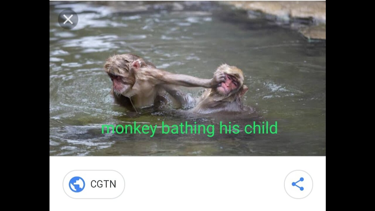 How to a monkey bathing his child