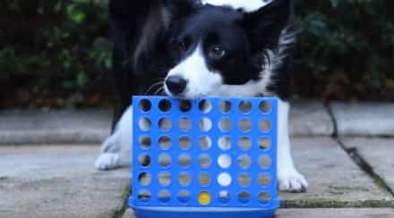 Ce chien est un expert du Puissance 4