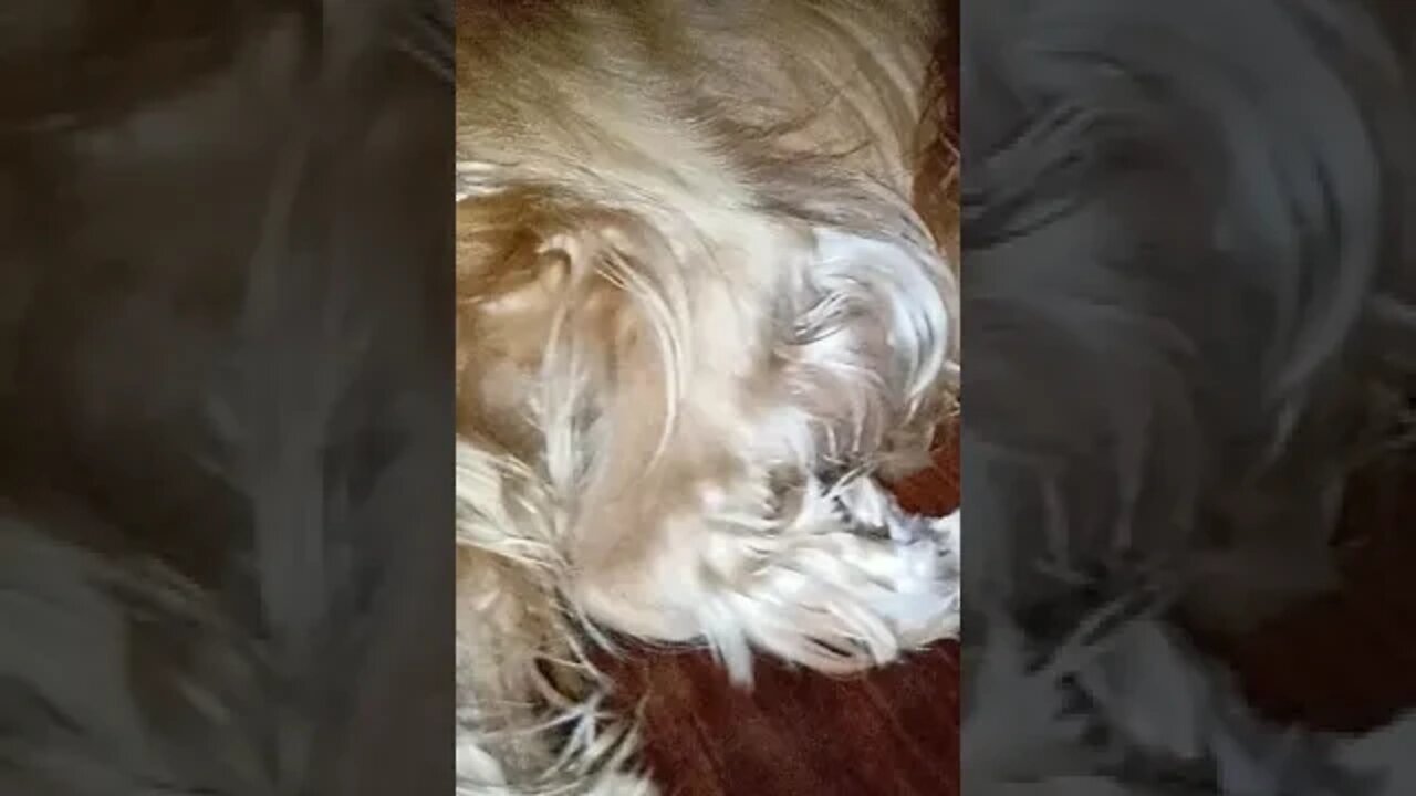 dog , shorts