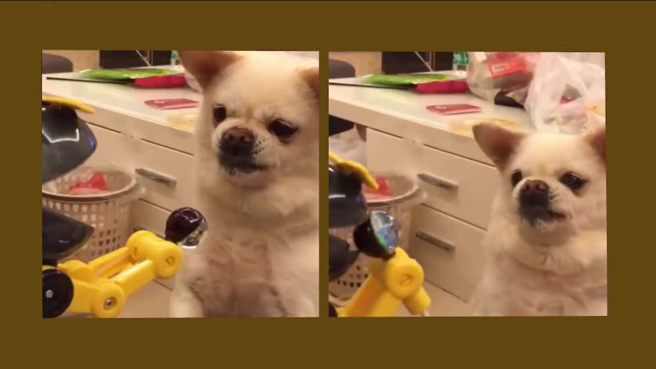 Dogs and Cats Funny and Cute Reaction to Toys Part 2