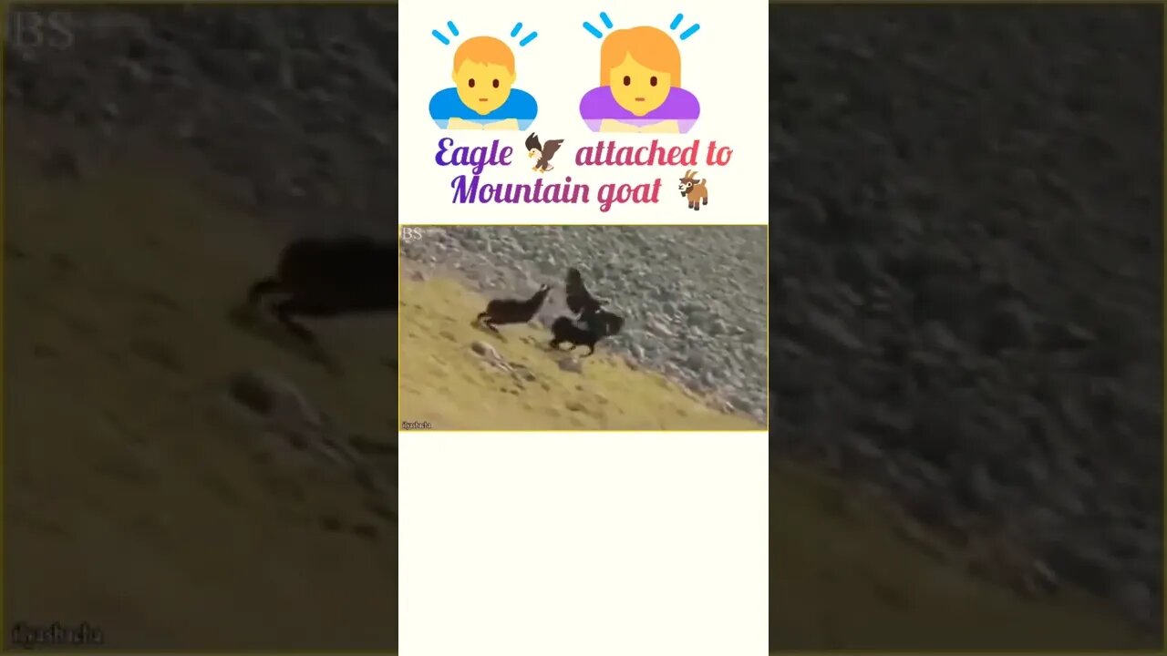 Eagle attached to the mountain goat 🐐