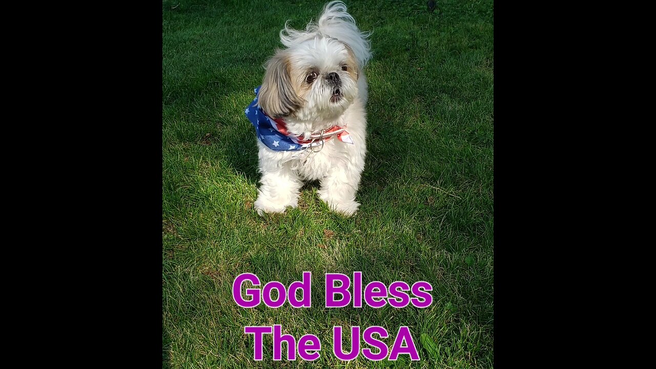 Happy Veterans Day From Rosie The Shihtzu