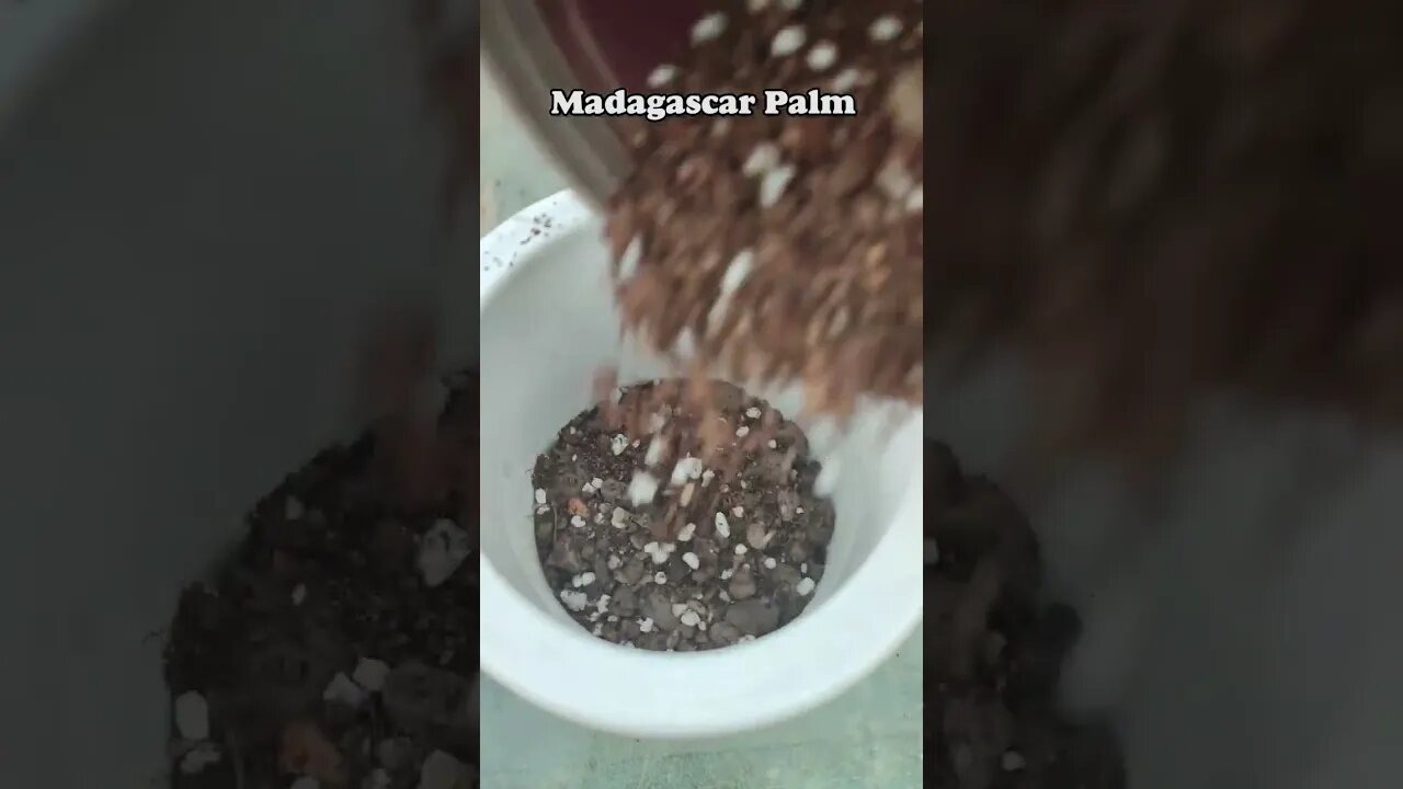 #shorts diy repotting#madagascar palm easily.😊🌴 #houseplants