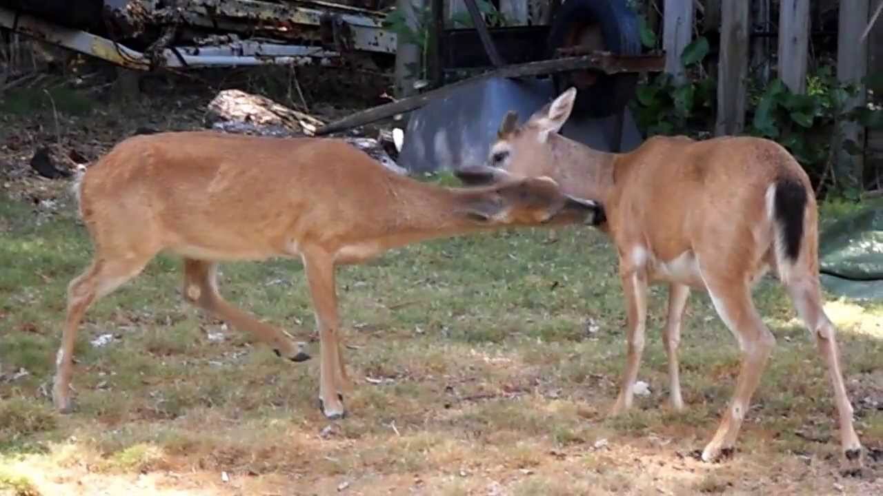 Key Deer and Peacocks Big Pine Key FL Florida Keys