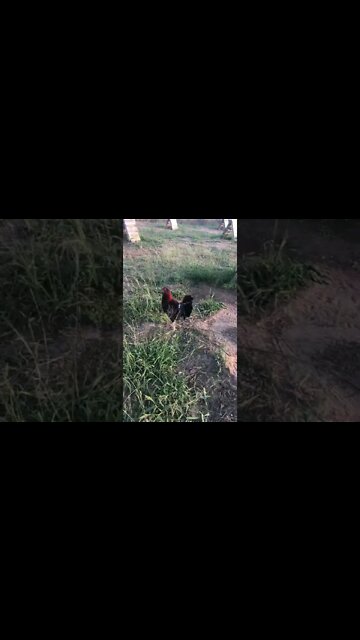 Roundhead @LivingWaterFarms247