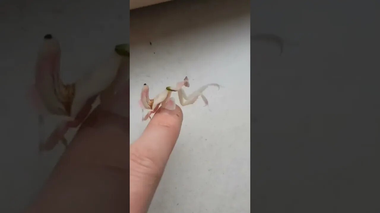 amazing 🤩 l#shorts l #sabircool