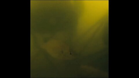 its about 15 feet deep under the dock