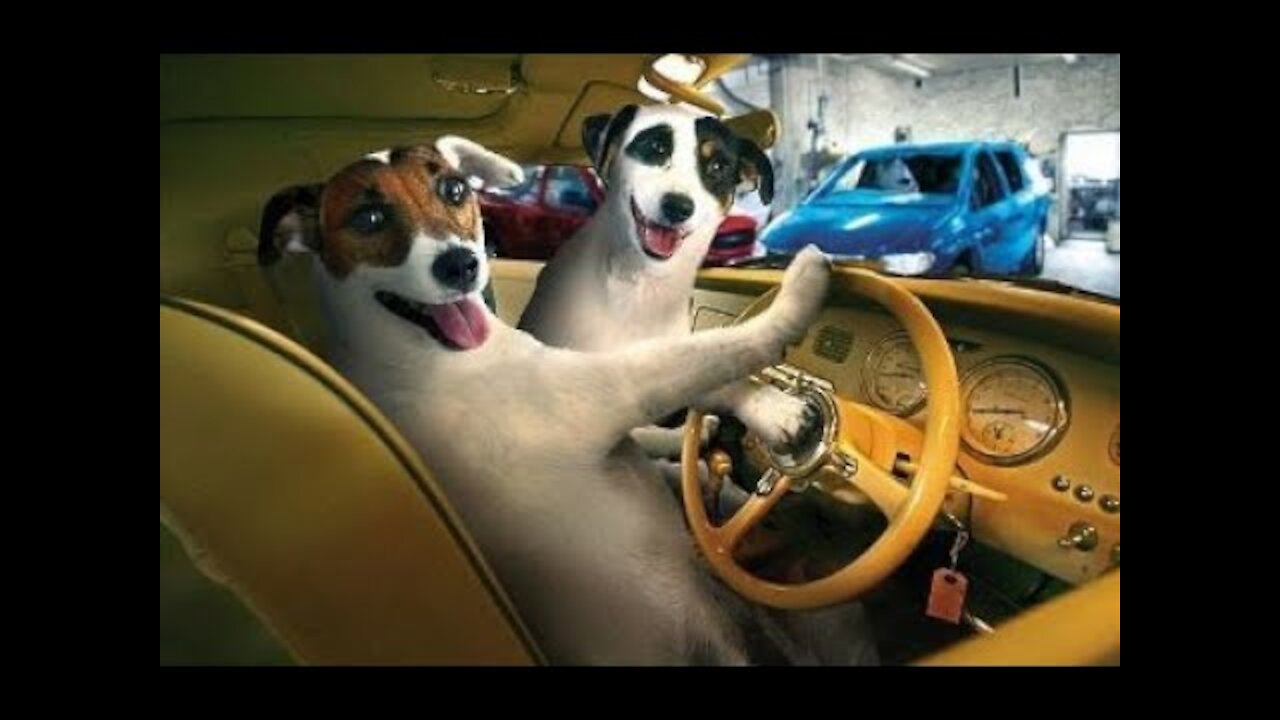 Funny Smart Dogs Video - Funny videos