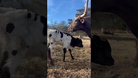 Because everyone could use a smile!! #shorts #baby #longhorns