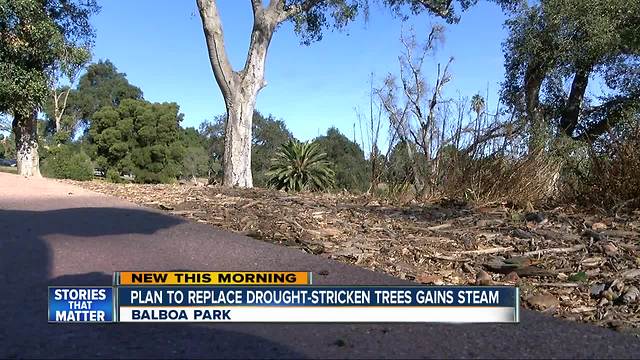 Plan to replace dead Balboa Park trees speeds up
