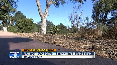 Plan to replace dead Balboa Park trees speeds up