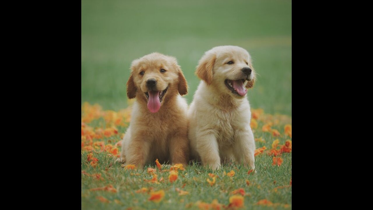 The whole family is excited when dad comes home from work!