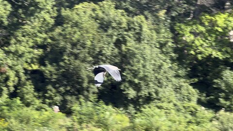 Great Blue Heron chasing each other