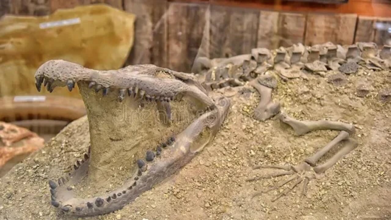 Crocodiles in the Sahara Desert