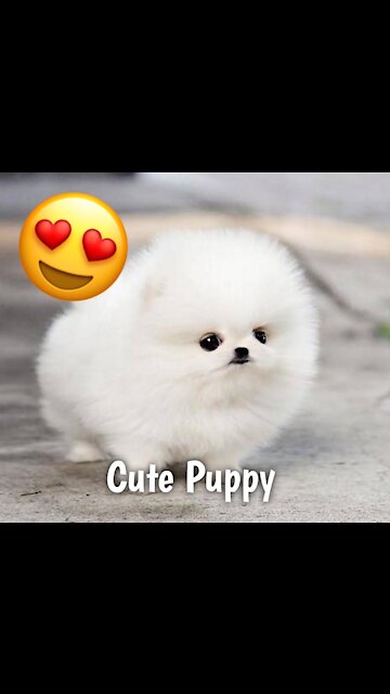 Adorable Puppy 😍 Video