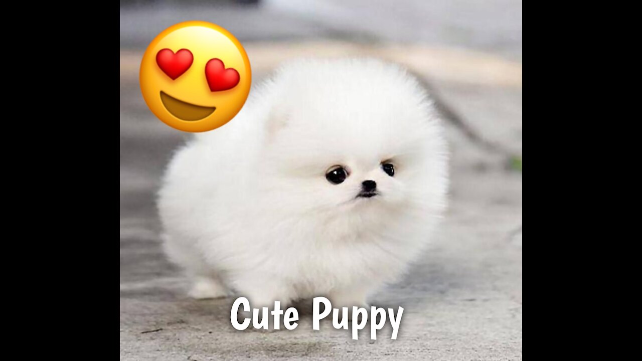 Adorable Puppy 😍 Video