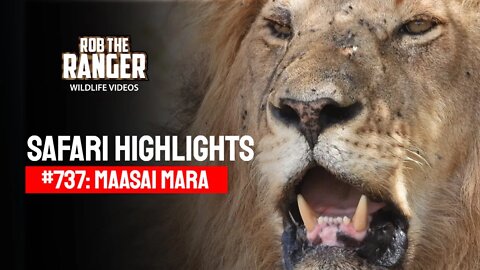 Safari Highlights #737: 10 & 11 November 2022 | Lalashe Maasai Mara | Latest Wildlife Sightings