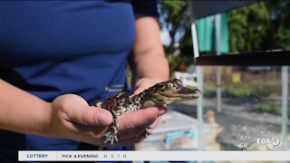 Taste of the Islands underway