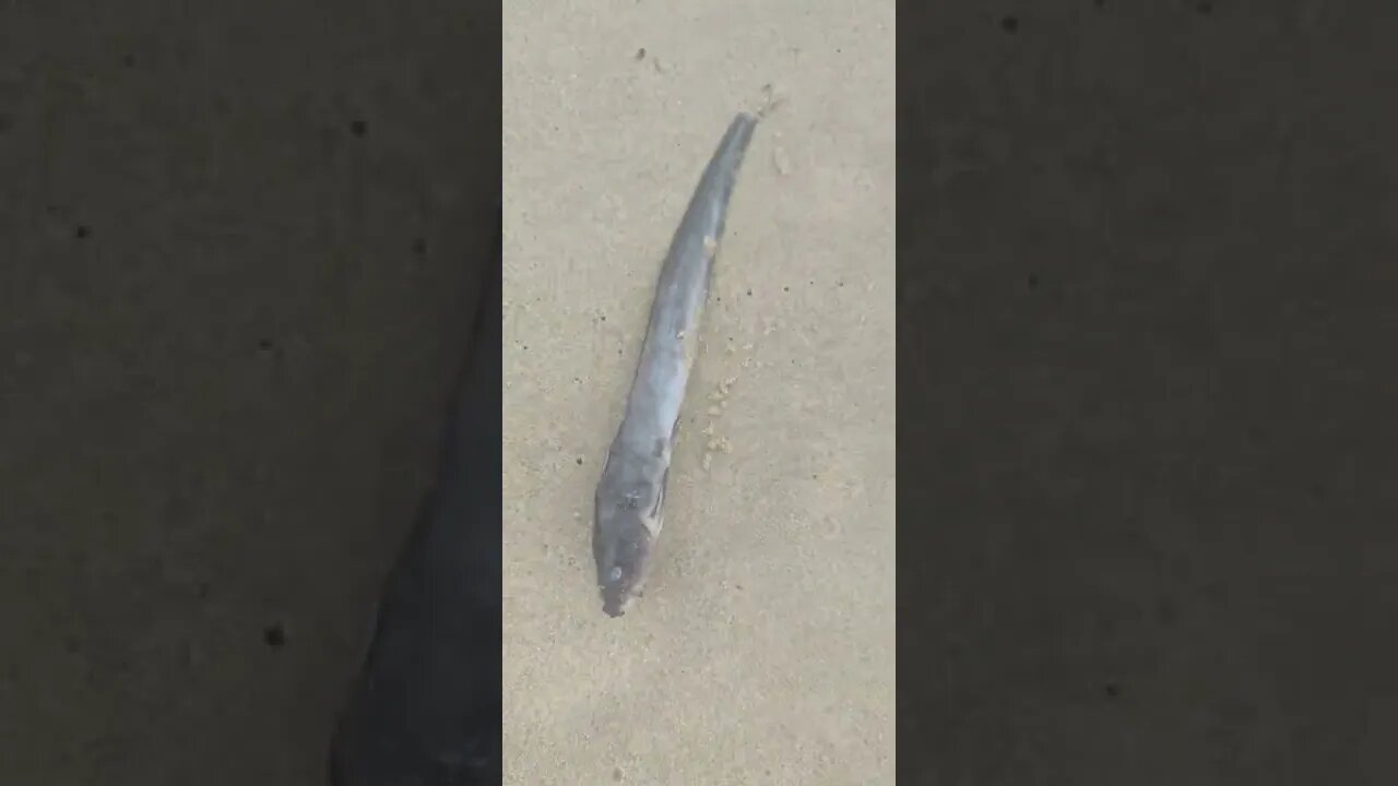 Australian Eel (Beached) @ Taree Old Bar Beach NSW