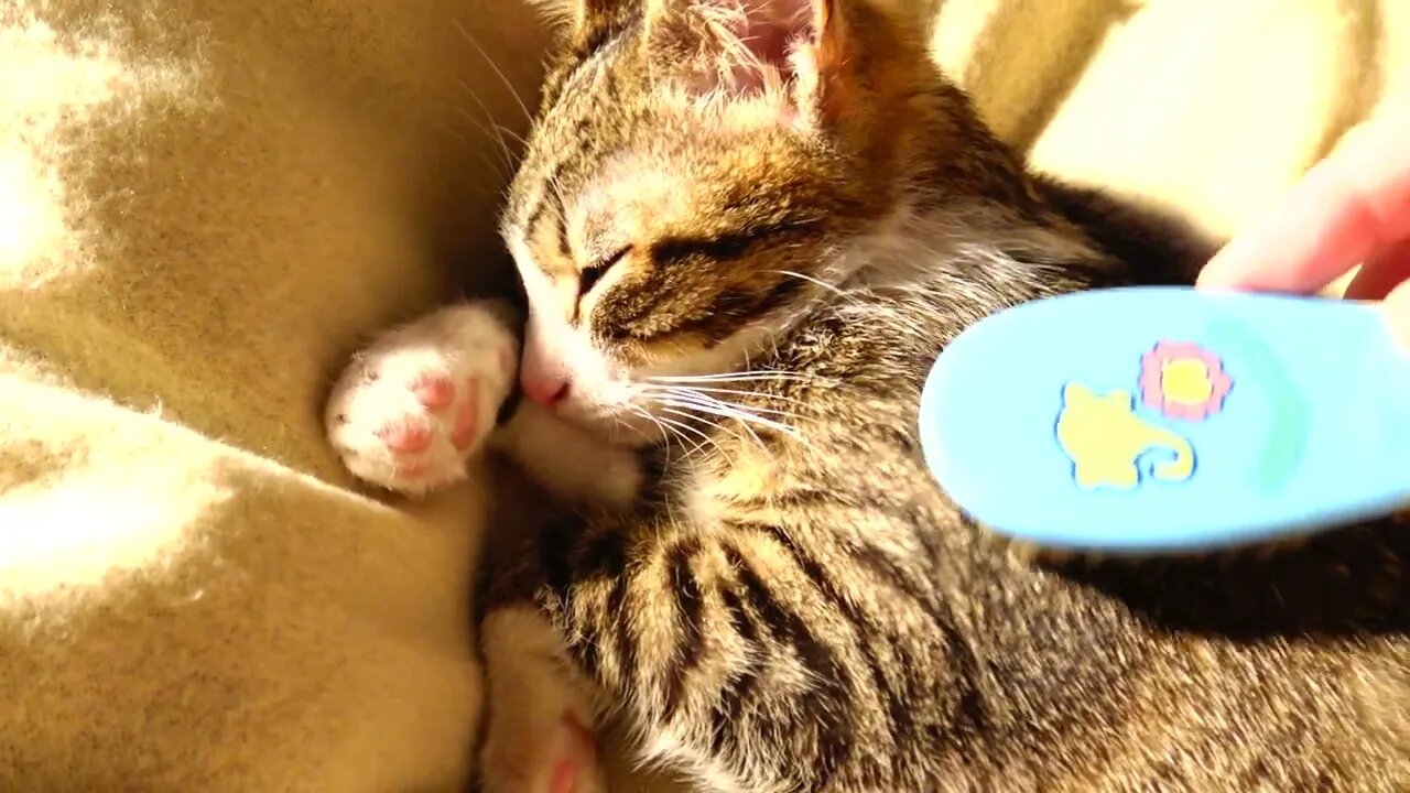 A Baby Brush for Kitten Rudolph