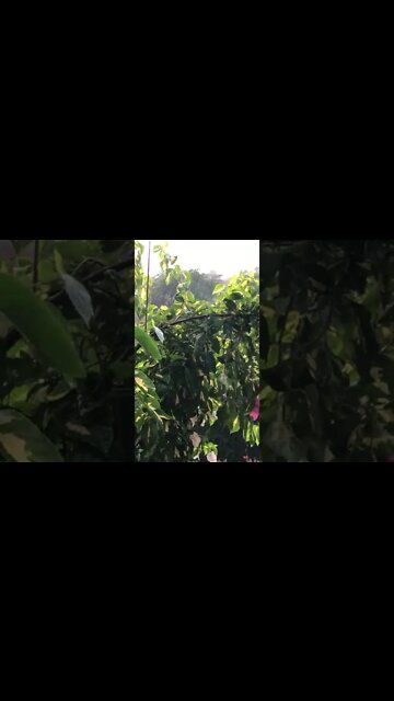 Rain Rain And Sun Nature Weather #short