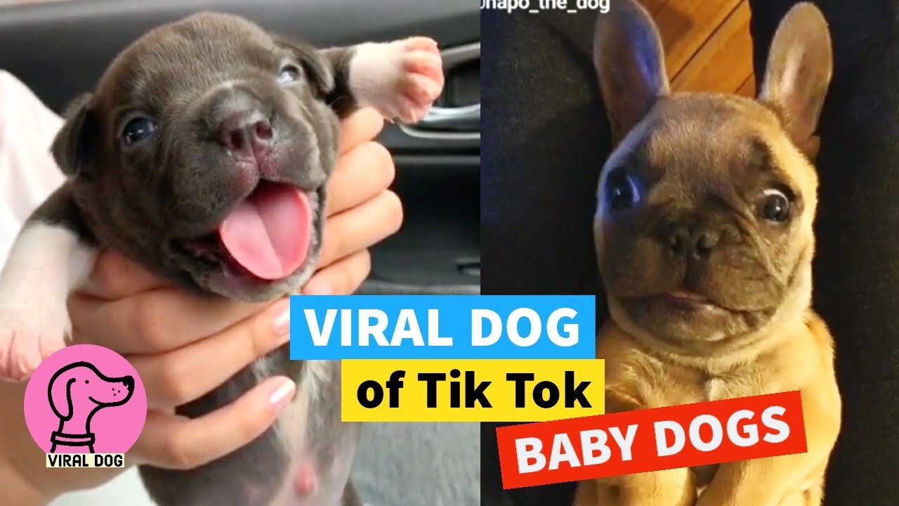 ✅ TIK TOK VIRAL DOG ​​(2021) BABY DOGS 🐣