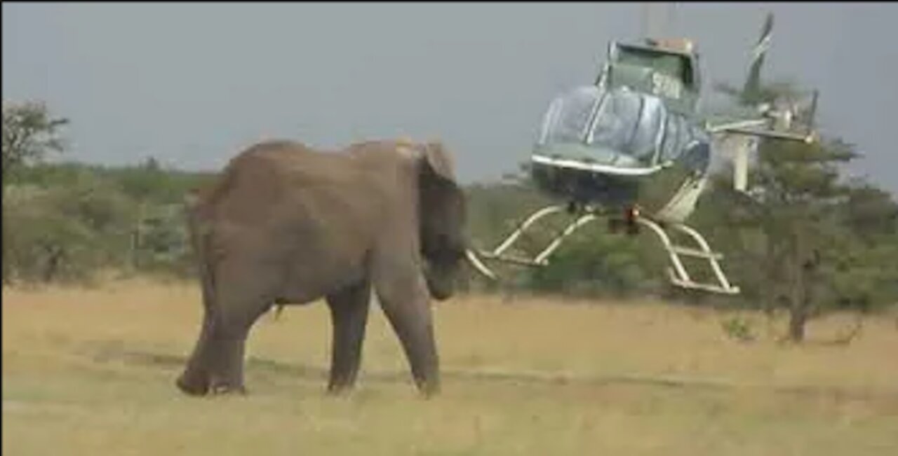 Elephant VS Helicopter