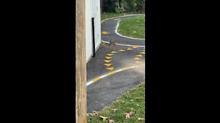 Squirrel playing with a piece of grass