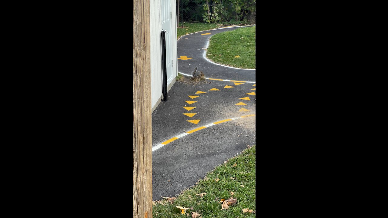 Squirrel playing with a piece of grass