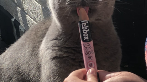 Cat eats ice pop lolly