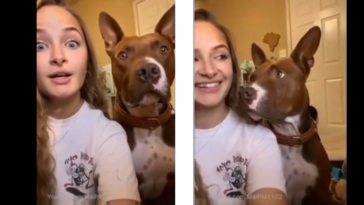 Funny dog reacts like humans.