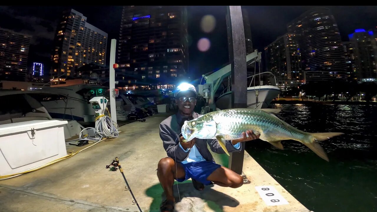 Using Wild Shrimp as Bait for Miami Dock *MONSTERS* (Tarpon, Snook, Snappers) Catch and Cook