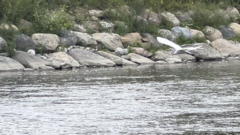 White Egret in flight