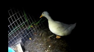 Ducks Run into the Coop to Avoid the Flash Light at Night