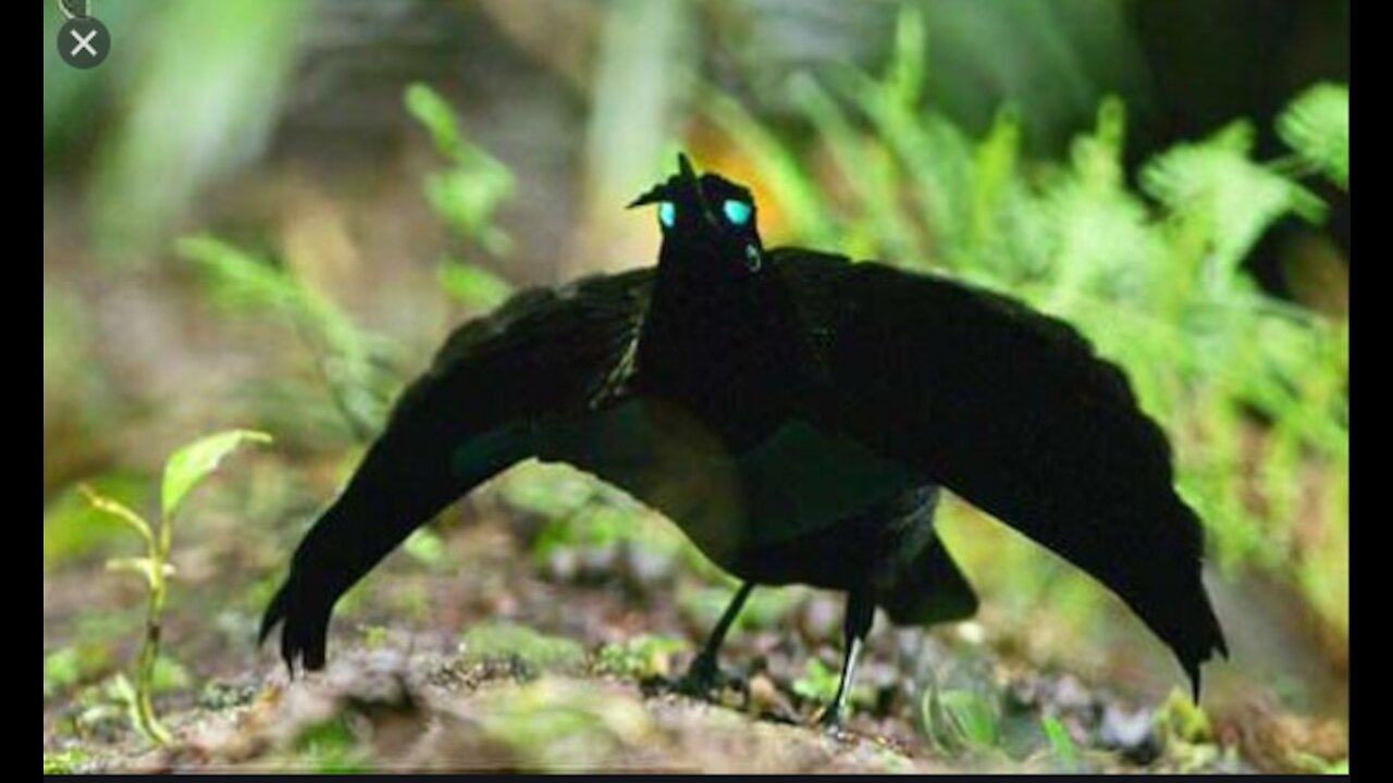 The strange white-mouthed bird called the Bird of Paradise.