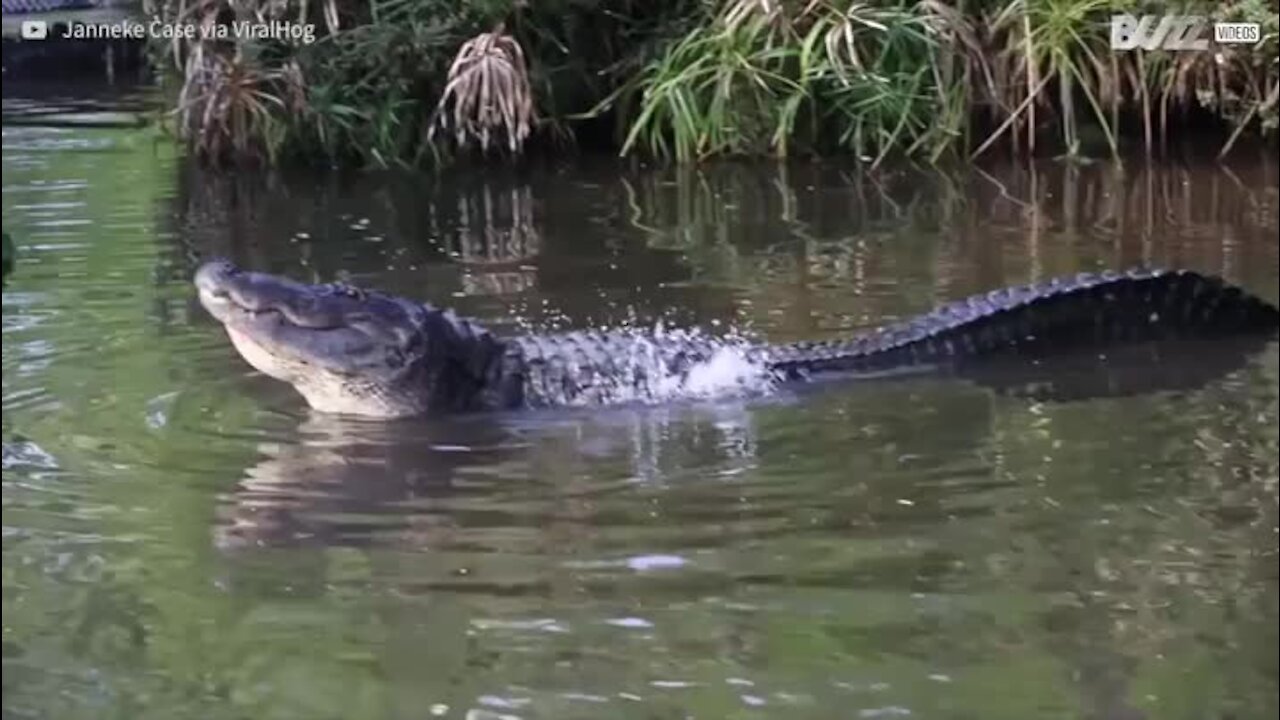 O som da chamada de um jacaré é assustador!