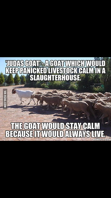 Doctors Are The Judas Goat!