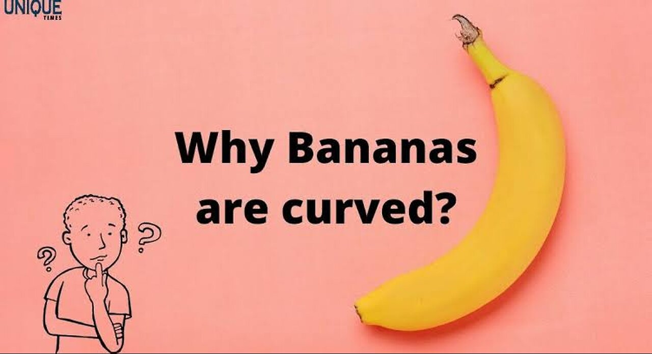 Why bananas are curved 🤔