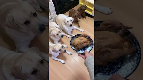 Funny dogs video :) we must so happy