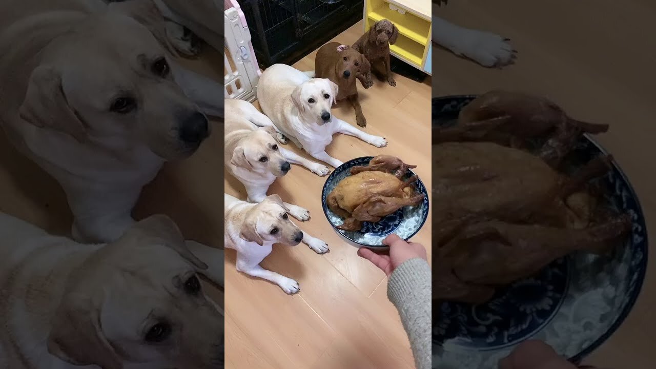 Funny dogs video :) we must so happy