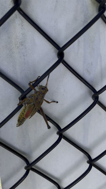 CREW Cypress Dome Trails Part 7- Immokalee, FL- 9/28/2021- 4K