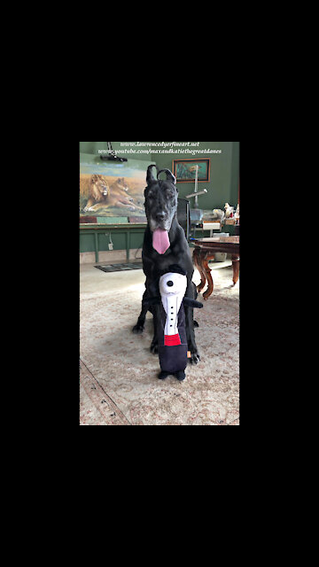 Happy Great Dane Sits Pretty With Her Mr Snoopy Dog Toy