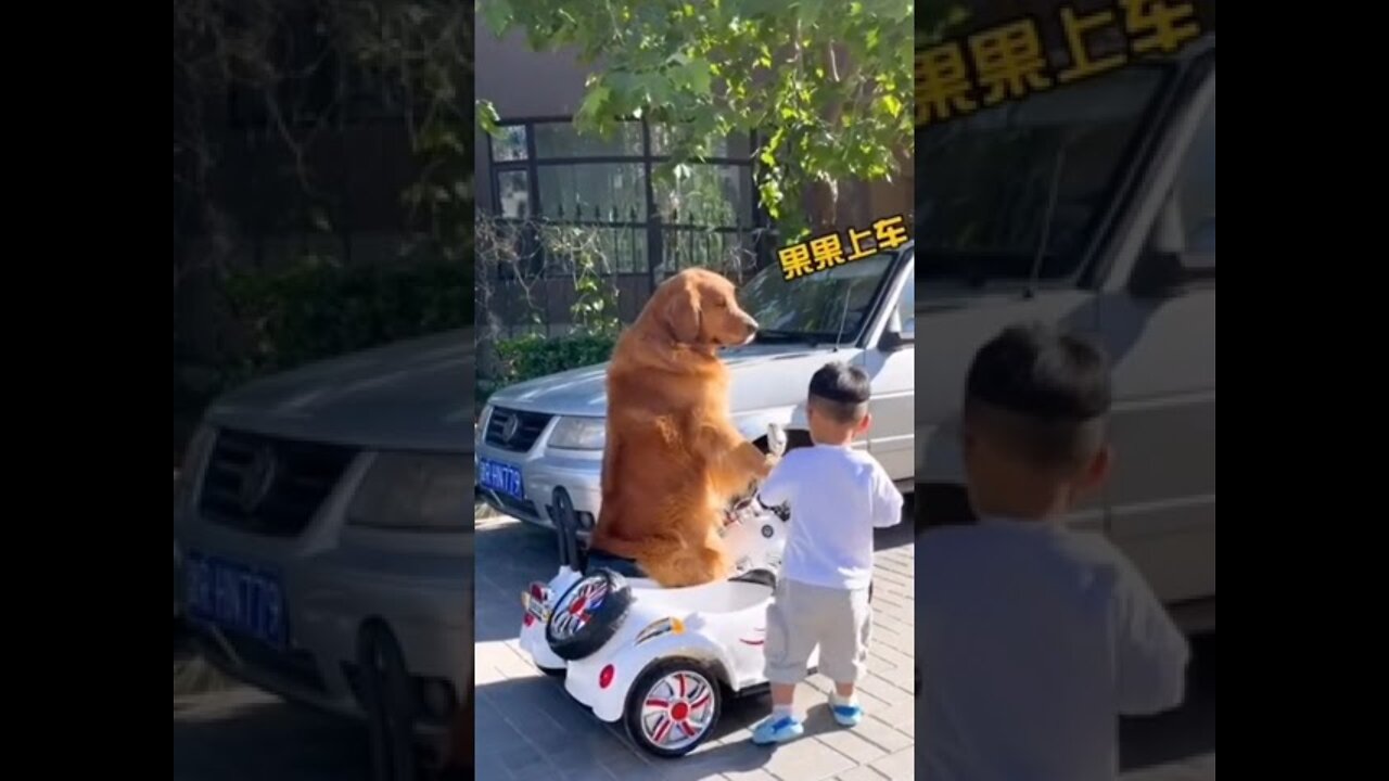 very intelligent & smart dog #shorts #ytshortsindia #viral #dogs