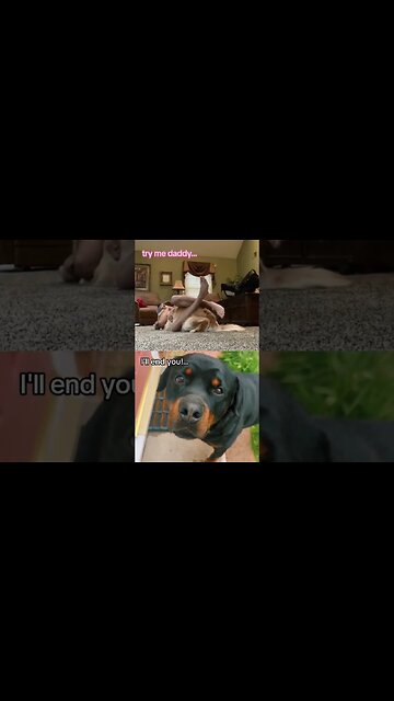 MMA 💪 with my Dog?!.