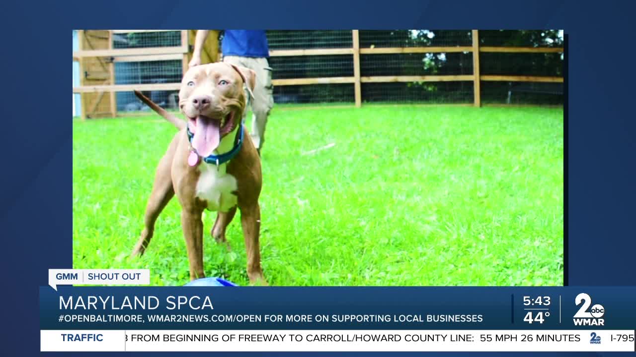 Pets up for adoption at the Maryland SPCA